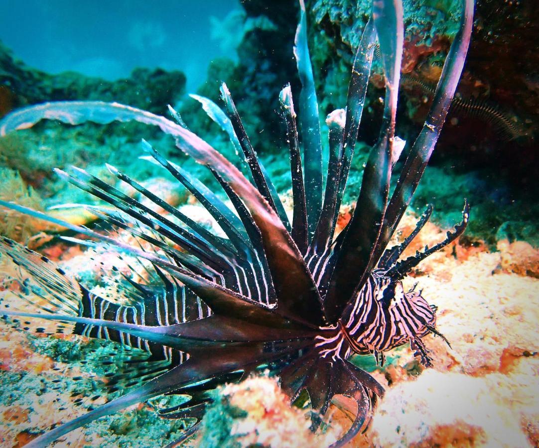 Love'S Beach & Dive Resort Moalboal Buitenkant foto